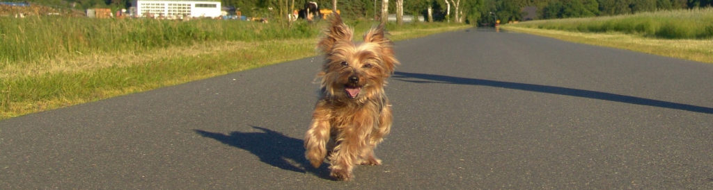 Abstammung des Norfolk Terriers