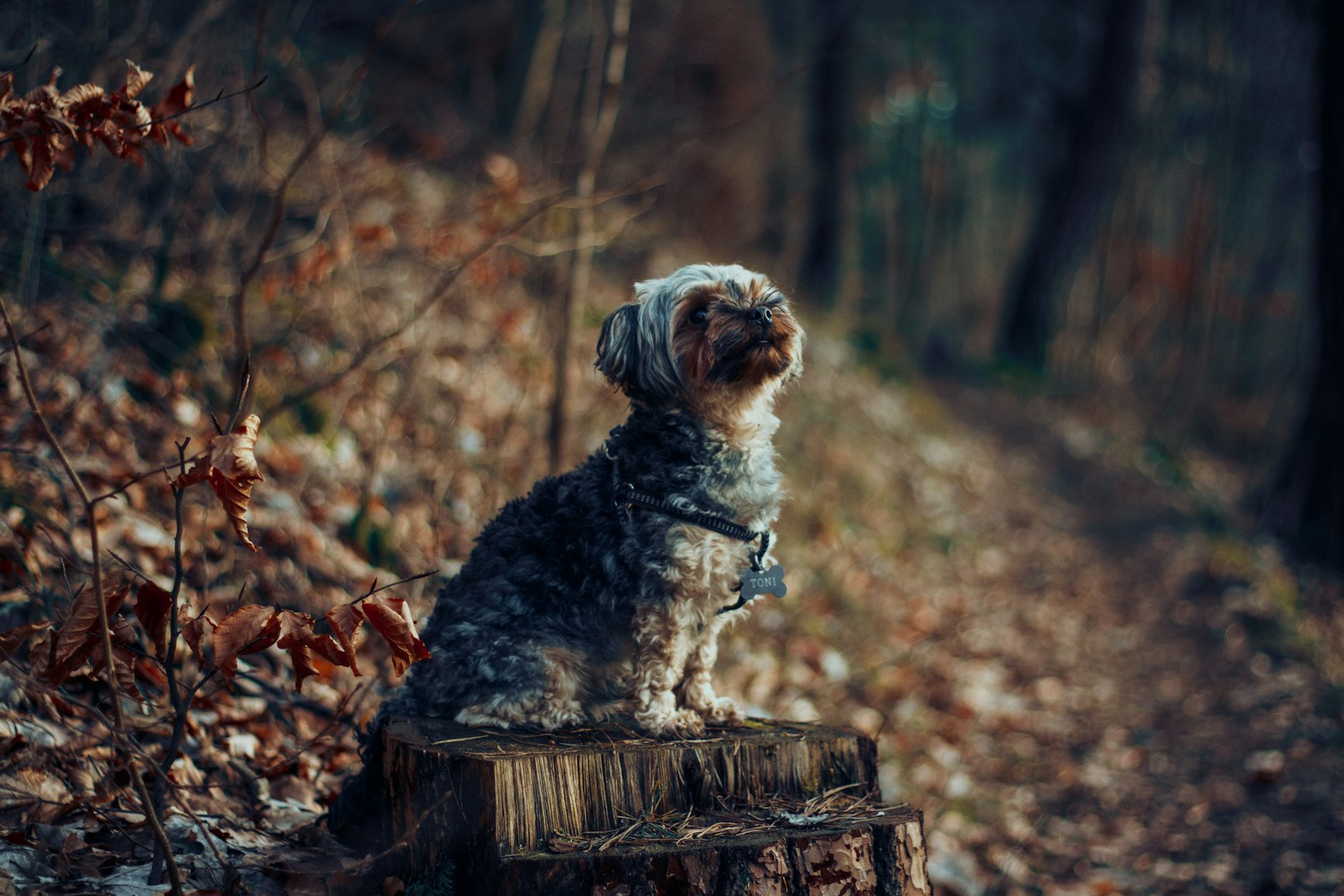 Der Norfolk Terrier im Hundesport: Teilnahme und Erfolge