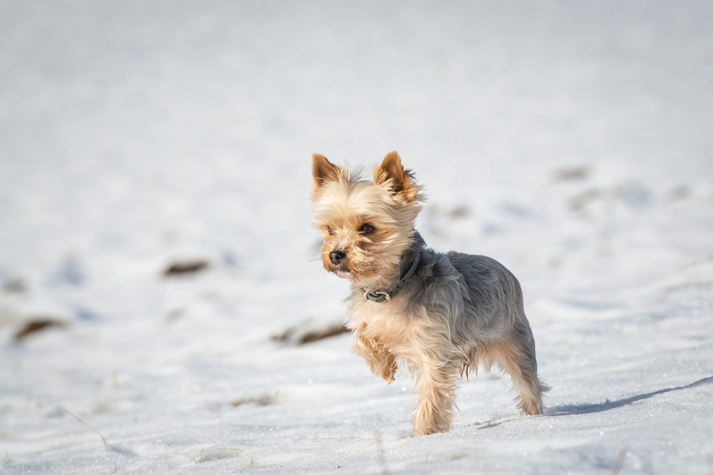 Norfolk Terrier im Porträt