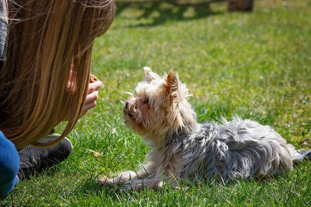 Norfolk Terrier kaufen: Züchter finden, Preis & Checkliste