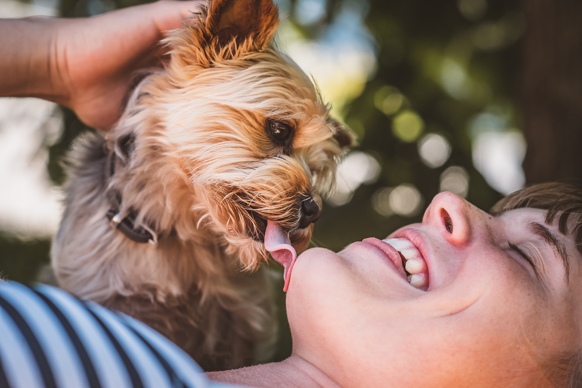 Hundefutter und Training: Was gutes Futter ausmacht