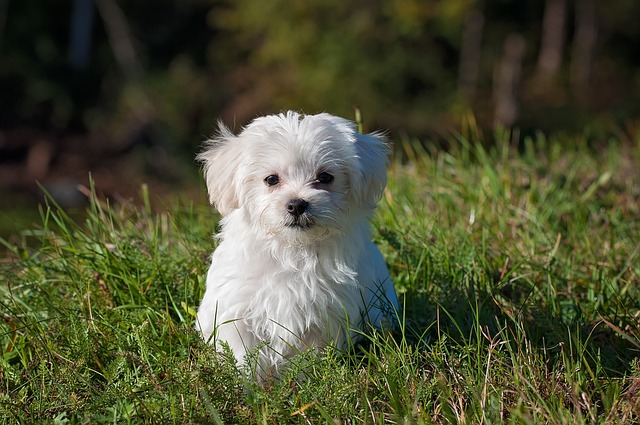 Leben mit dem Hund: Auf was man achten sollte